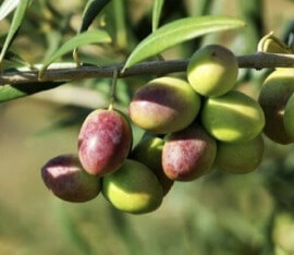 Manzanilla